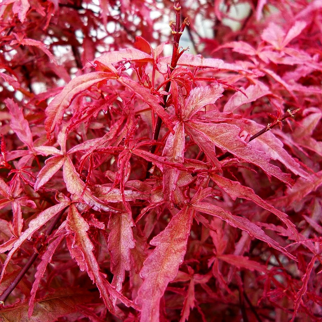 Japanischer Fächer-Ahorn 'Beni-komachi' (Acer palmatum)