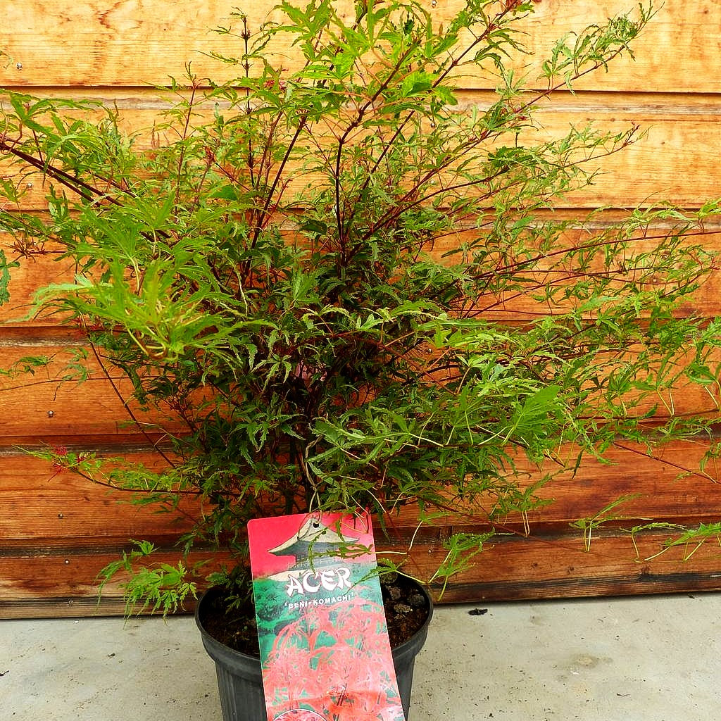 Japanischer Fächer-Ahorn 'Beni-komachi' (Acer palmatum)