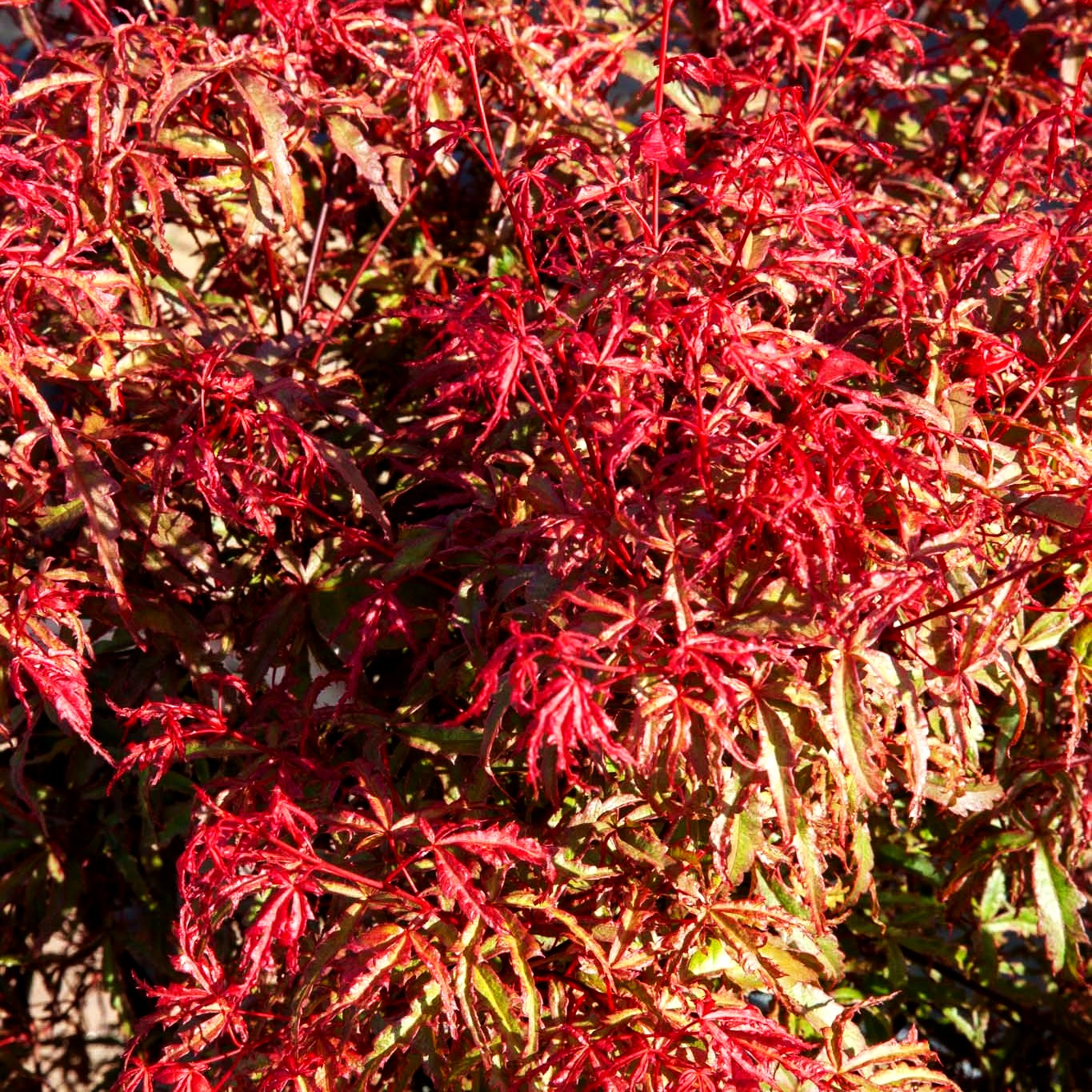 Japanischer Fächer-Ahorn 'Beni-komachi' (Acer palmatum)