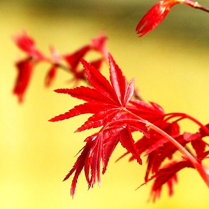 Japanischer Fächer-Ahorn 'Beni-maiko' (Acer palmatum)