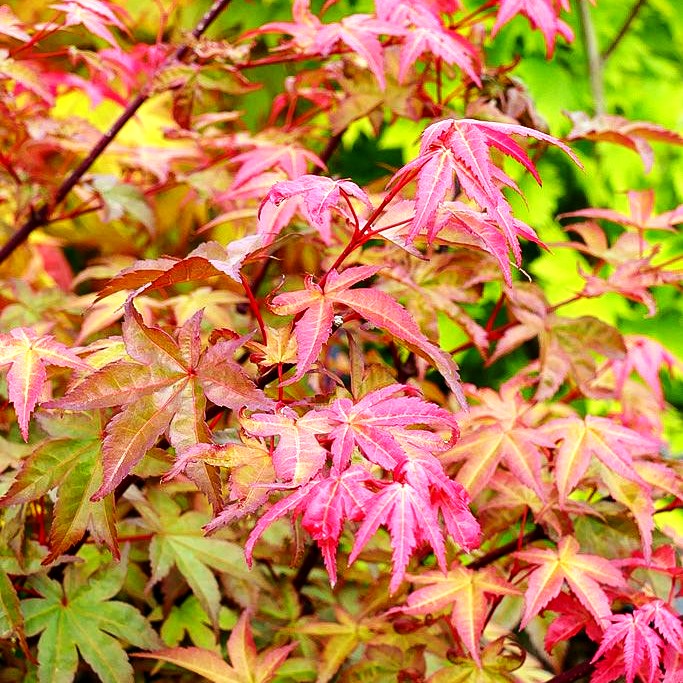 Japanischer Fächer-Ahorn 'Beni-maiko' (Acer palmatum)