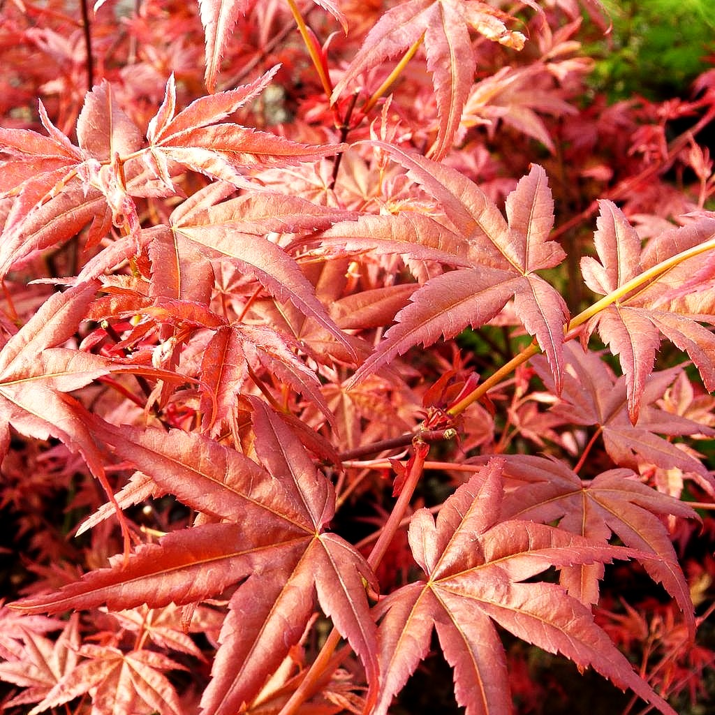 Japanischer Fächer-Ahorn 'Beni-maiko' (Acer palmatum)