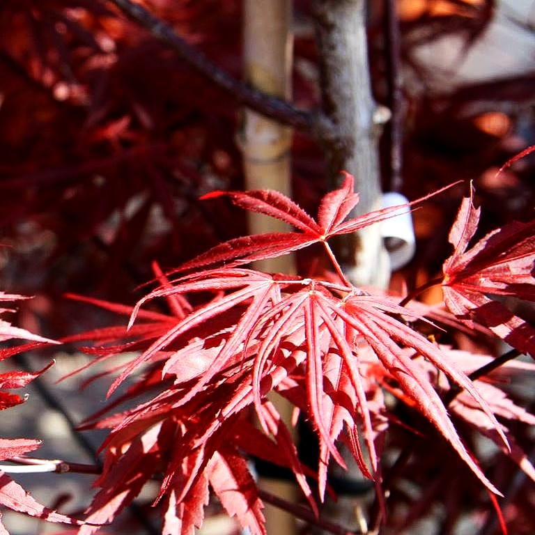 Japanischer Fächer-Ahorn 'Beni-otake' (Acer palmatum)