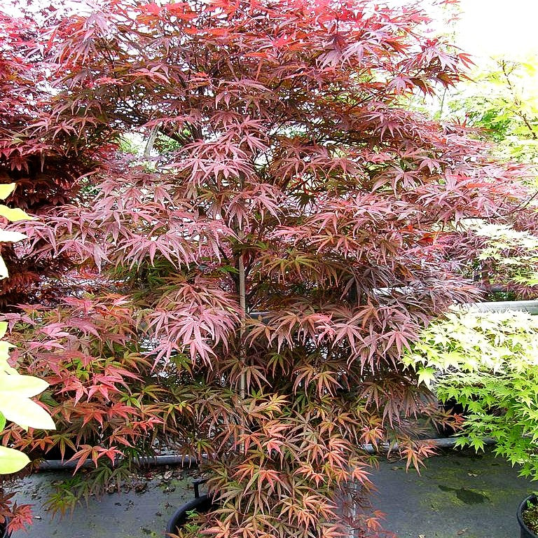 Japanischer Fächer-Ahorn 'Beni-otake' (Acer palmatum)