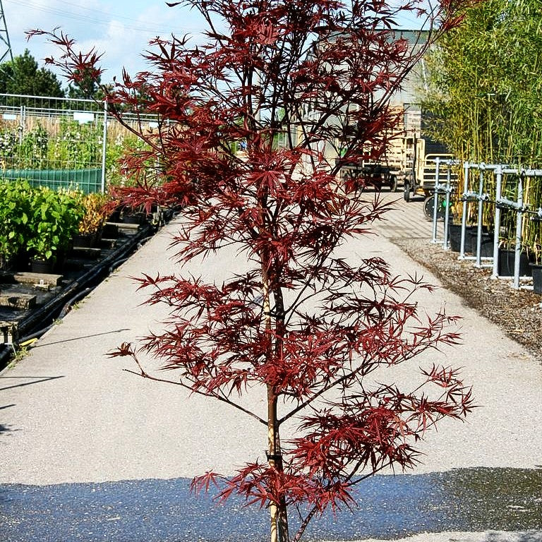 Japanischer Fächer-Ahorn 'Beni-otake' (Acer palmatum)