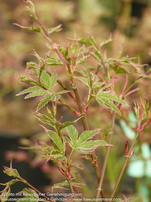 Japanischer Fächer-Ahorn 'Beni-shichi-henge' (Acer palmatum)
