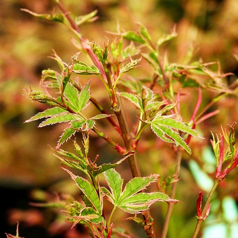 Japanischer Fächer-Ahorn 'Beni-shichi-henge' (Acer palmatum)