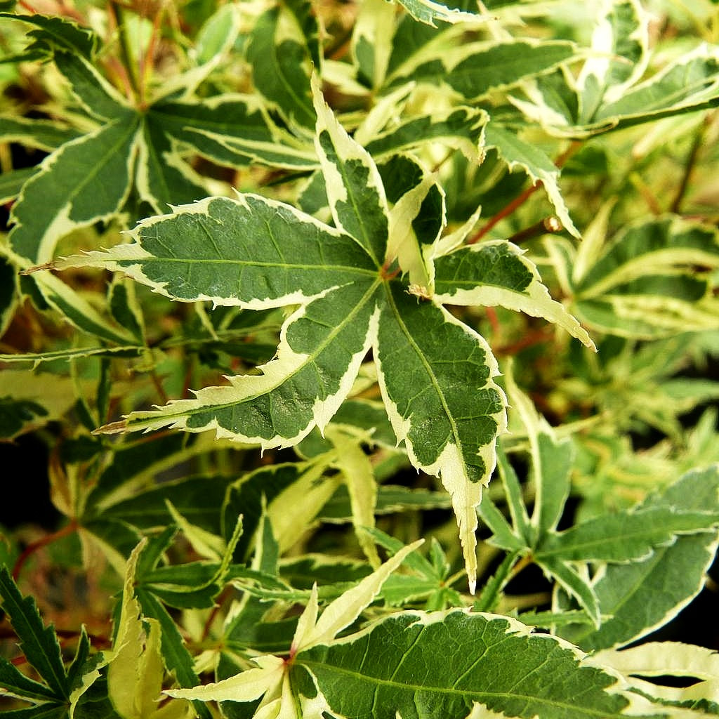 Japanischer Fächer-Ahorn 'Beni-shichi-henge' (Acer palmatum)