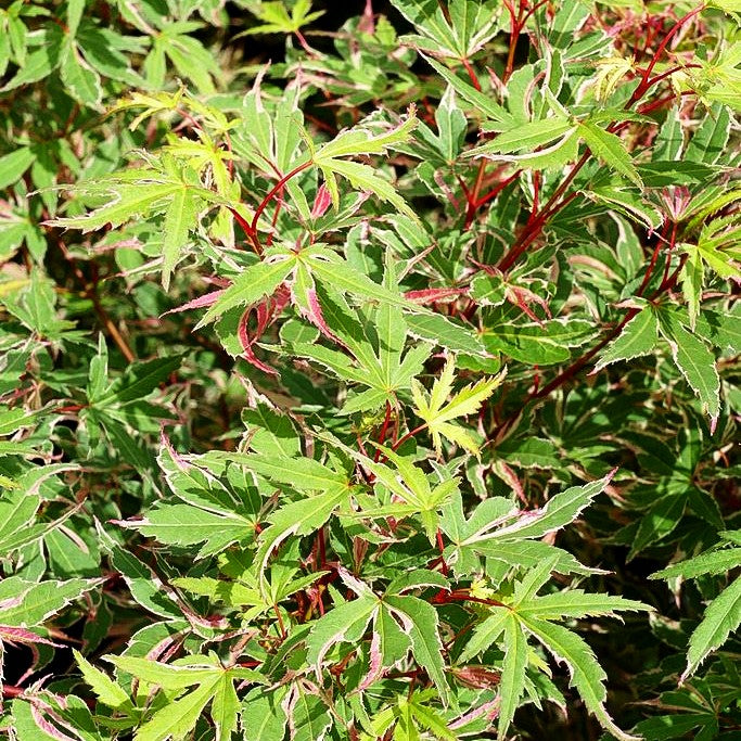Japanischer Fächer-Ahorn 'Beni-shichi-henge' (Acer palmatum)