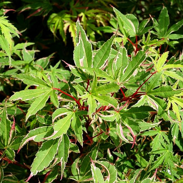 Japanischer Fächer-Ahorn 'Beni-shichi-henge' (Acer palmatum)