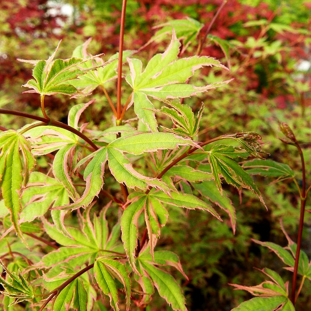 Japanischer Fächer-Ahorn 'Beni-shichi-henge' (Acer palmatum)