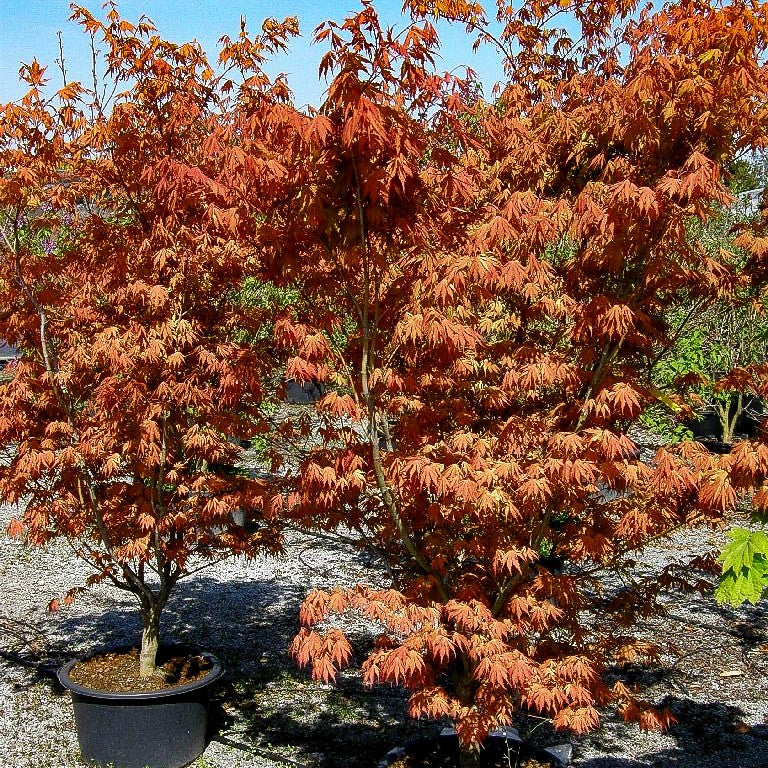 Japanischer Fächer-Ahorn 'Beni-shigitatsu-sawa' (Acer palmatum)