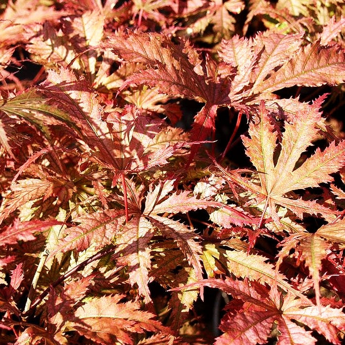 Japanischer Fächer-Ahorn 'Beni-shigitatsu-sawa' (Acer palmatum)
