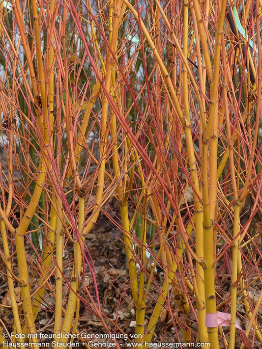 Japanischer Fächer-Ahorn 'Bi-hoo' (Acer palmatum)