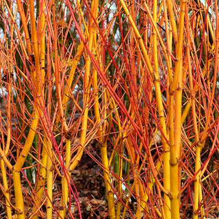 Japanischer Fächer-Ahorn 'Bi-hoo' (Acer palmatum)