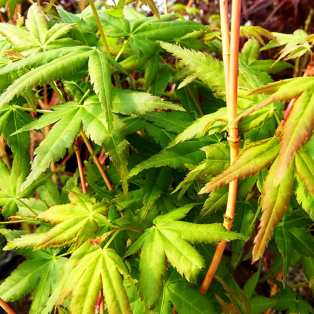 Japanischer Fächer-Ahorn 'Bi-hoo' (Acer palmatum)