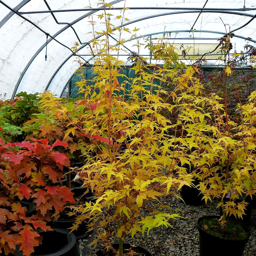 Japanischer Fächer-Ahorn 'Bi-hoo' (Acer palmatum)
