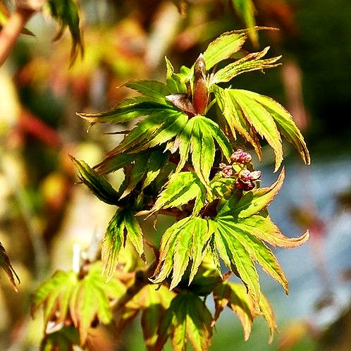 Japanischer Fächer-Ahorn 'Bi-hoo' (Acer palmatum)