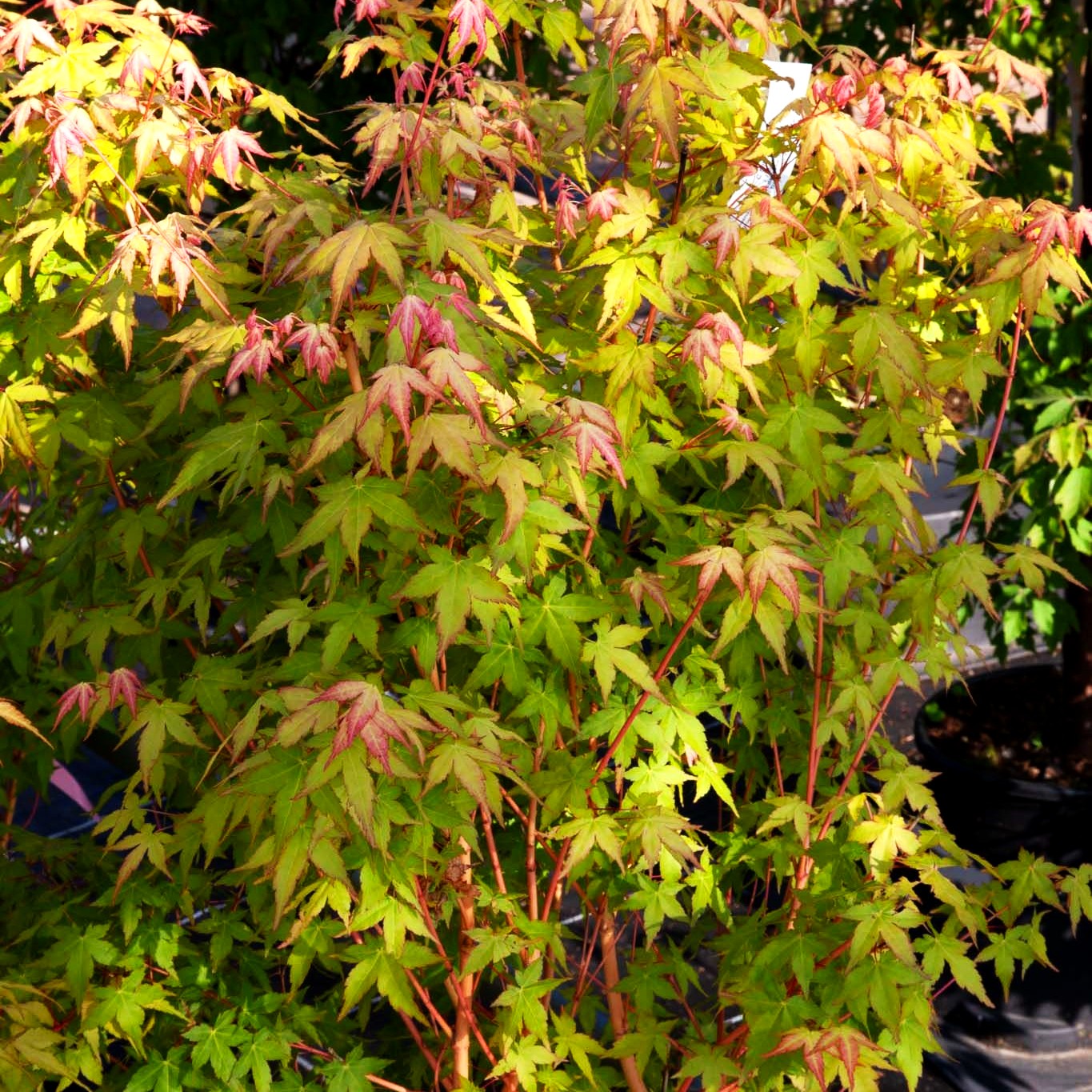 Japanischer Fächer-Ahorn 'Bi-hoo' (Acer palmatum)