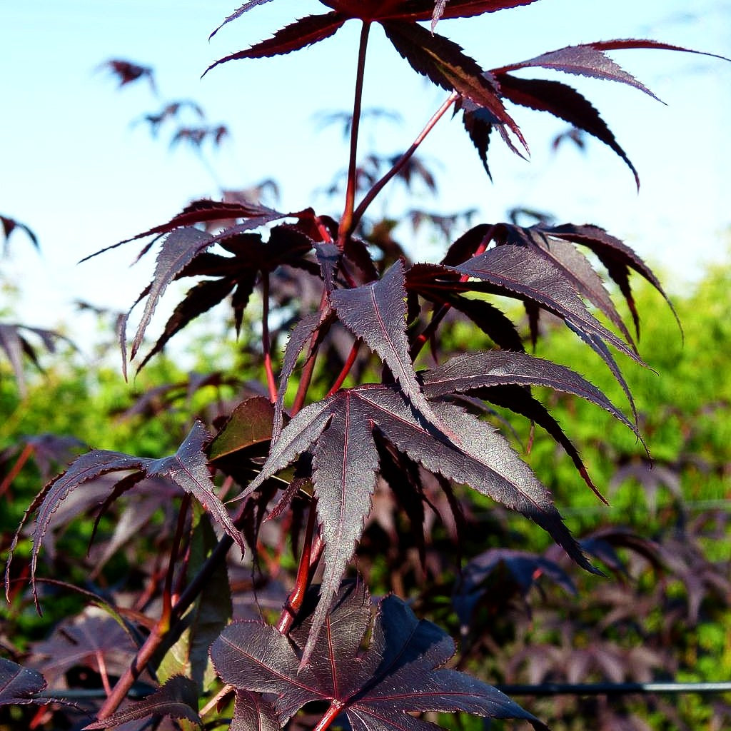 Japanischer Fächer-Ahorn 'Bloodgood' (Acer palmatum)