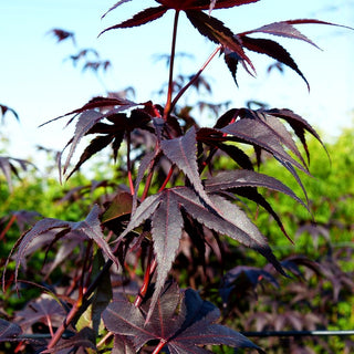 Japanischer Fächer-Ahorn 'Bloodgood' (Acer palmatum)