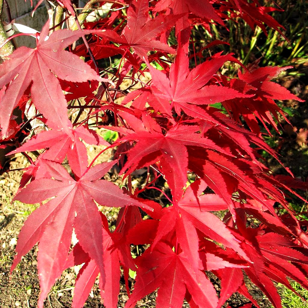 Japanischer Fächer-Ahorn 'Bloodgood' (Acer palmatum)