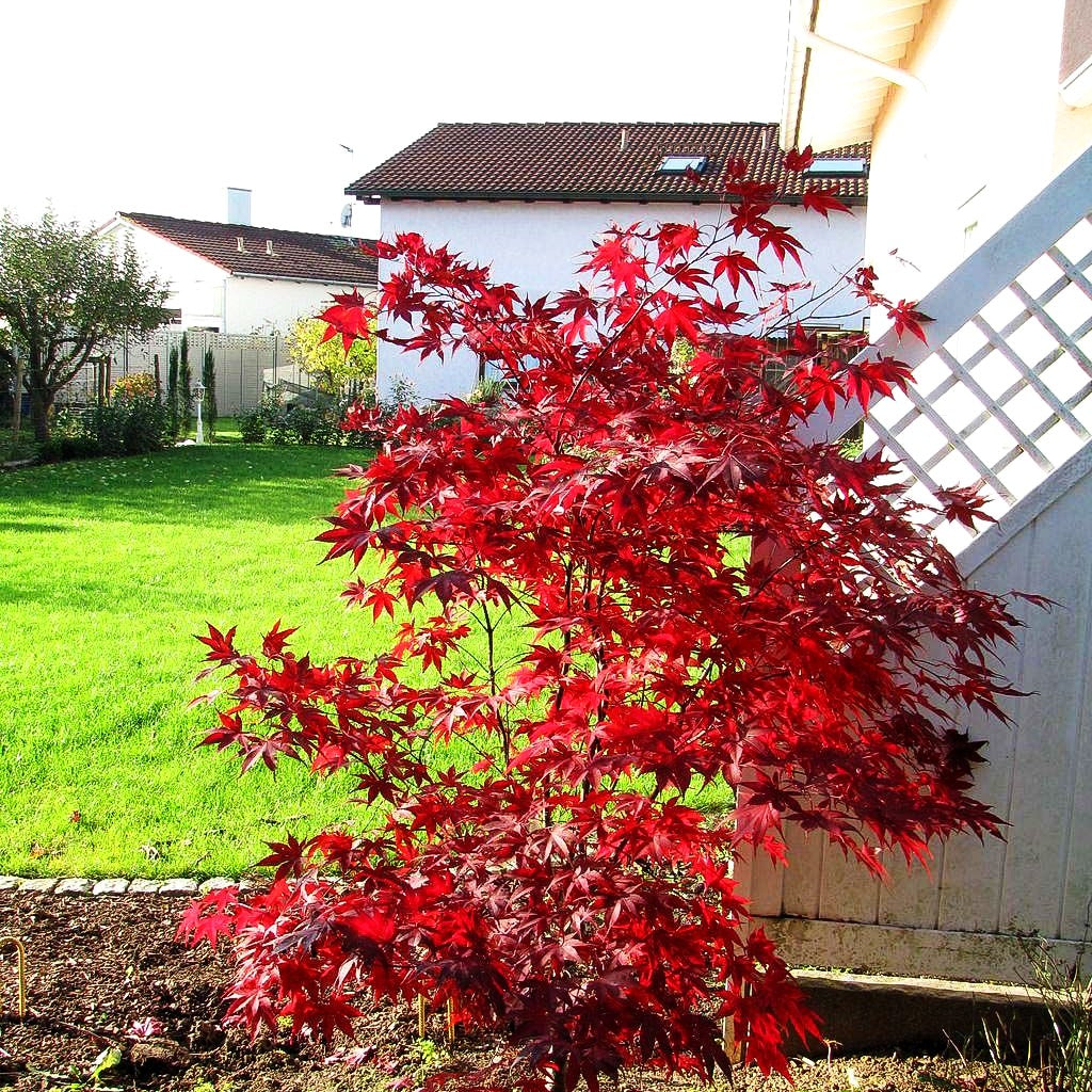 Japanischer Fächer-Ahorn 'Bloodgood' (Acer palmatum)