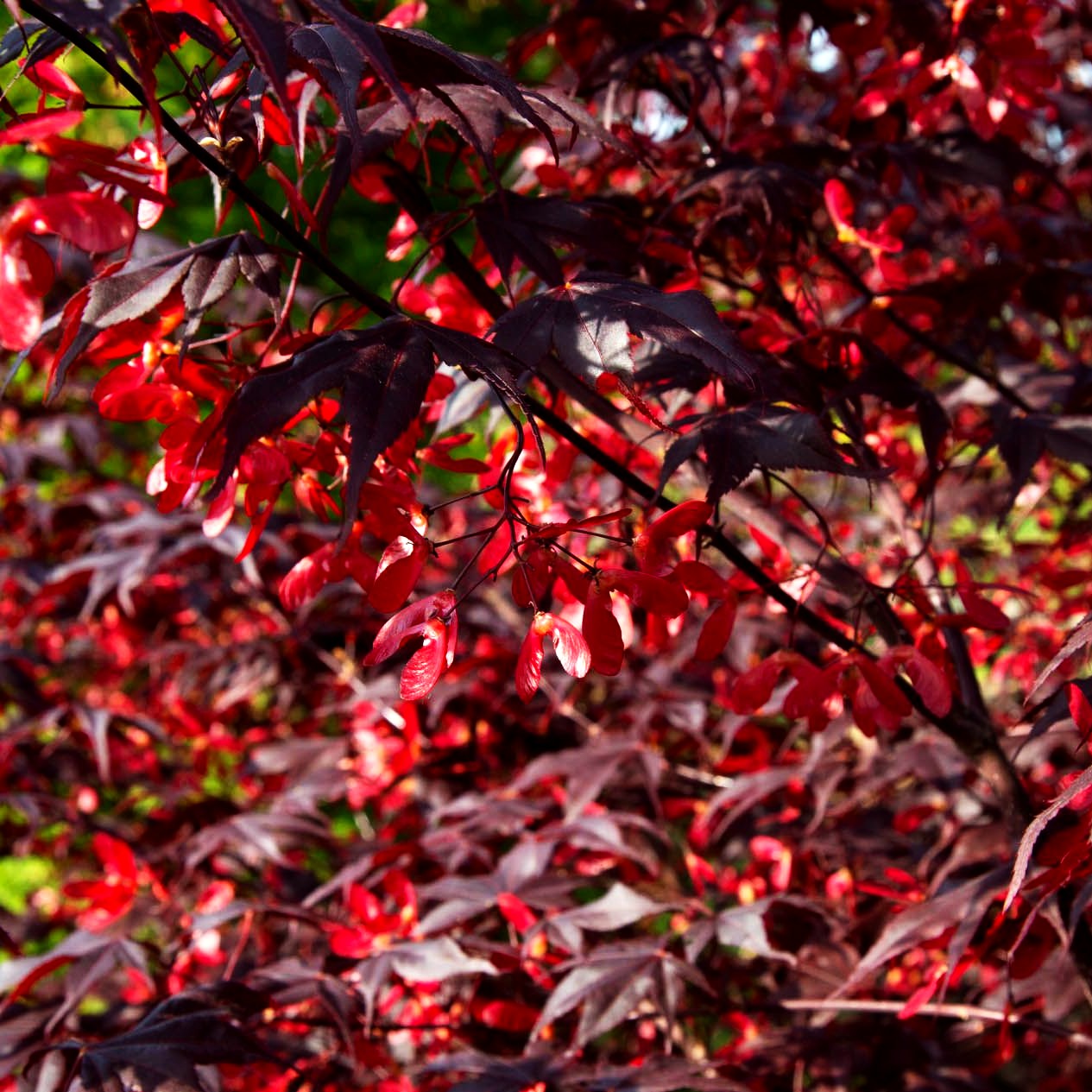 Japanischer Fächer-Ahorn 'Bloodgood' (Acer palmatum)