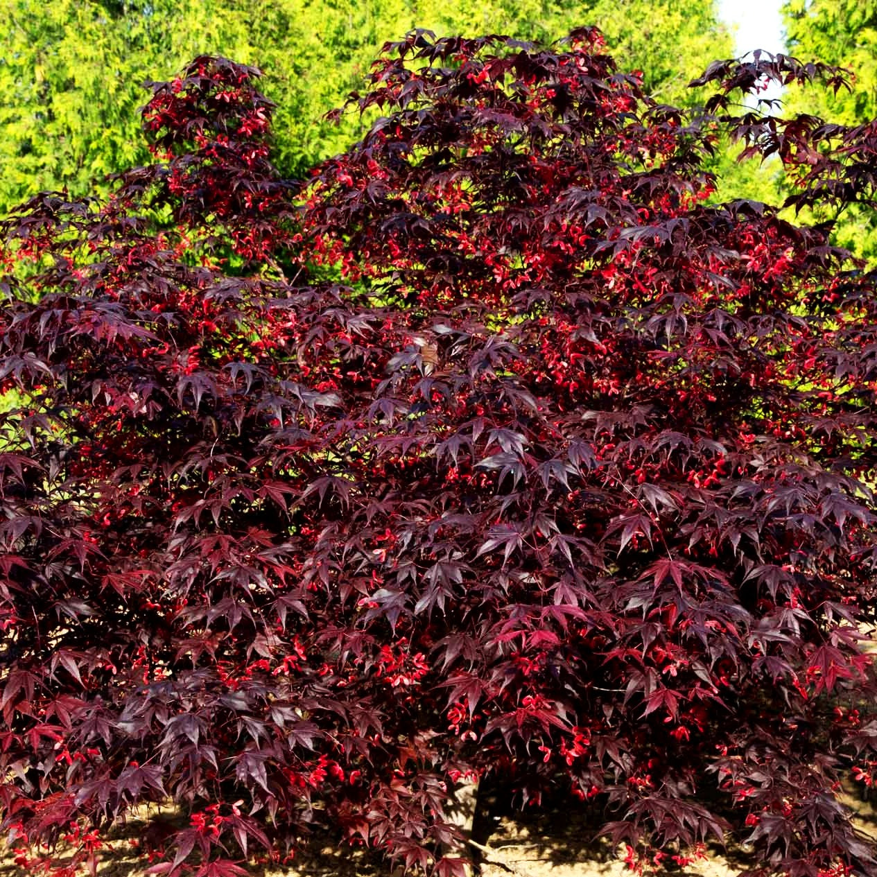 Japanischer Fächer-Ahorn 'Bloodgood' (Acer palmatum)