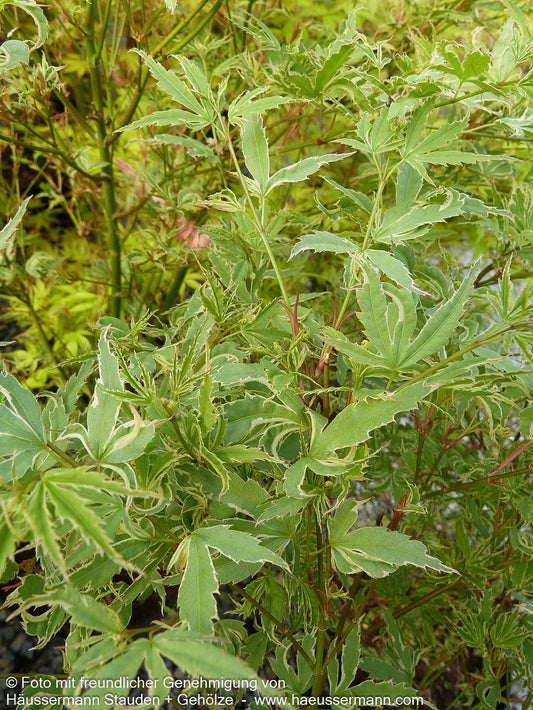Japanischer Fächer-Ahorn 'Butterfly' (Acer palmatum)