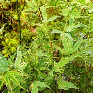 Japanischer Fächer-Ahorn 'Butterfly' (Acer palmatum)