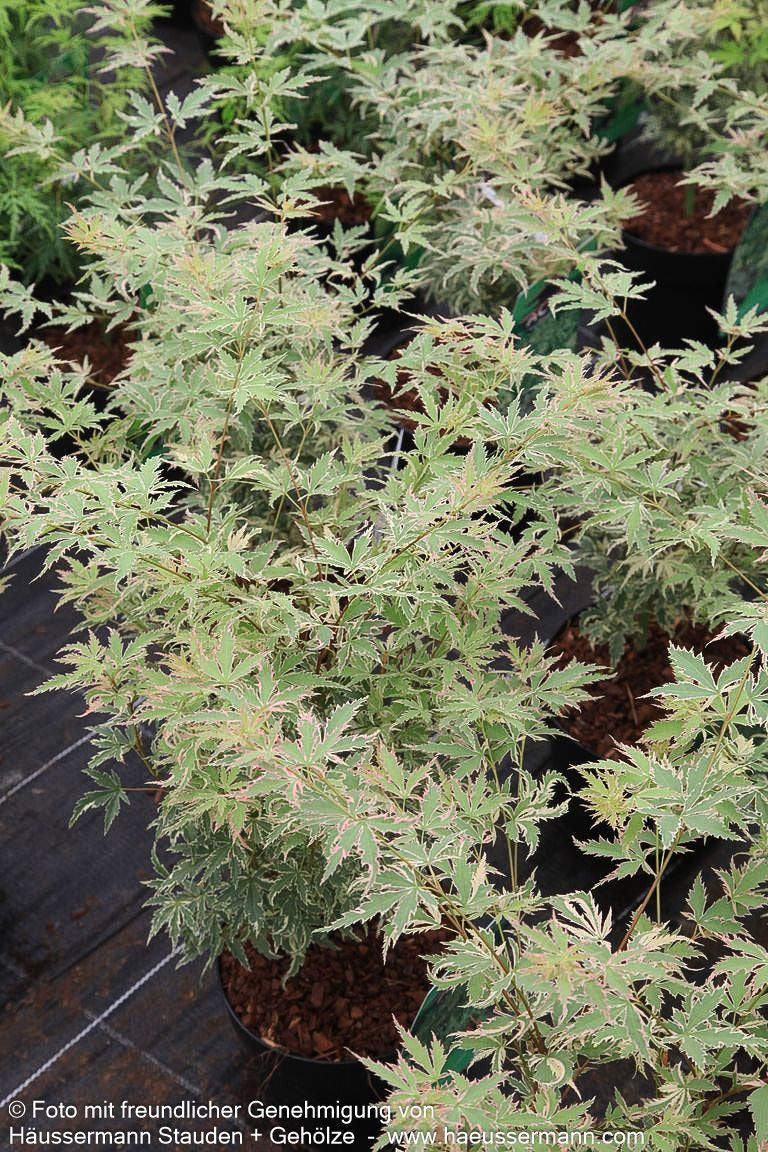 Japanischer Fächer-Ahorn 'Butterfly' (Acer palmatum)