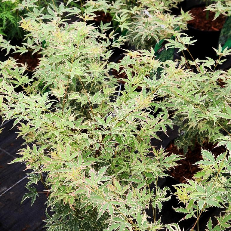 Japanischer Fächer-Ahorn 'Butterfly' (Acer palmatum)