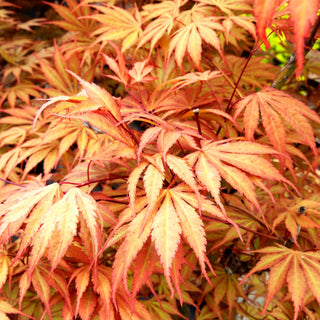 Japanischer Fächer-Ahorn 'Chitoseyama' (Acer palmatum)