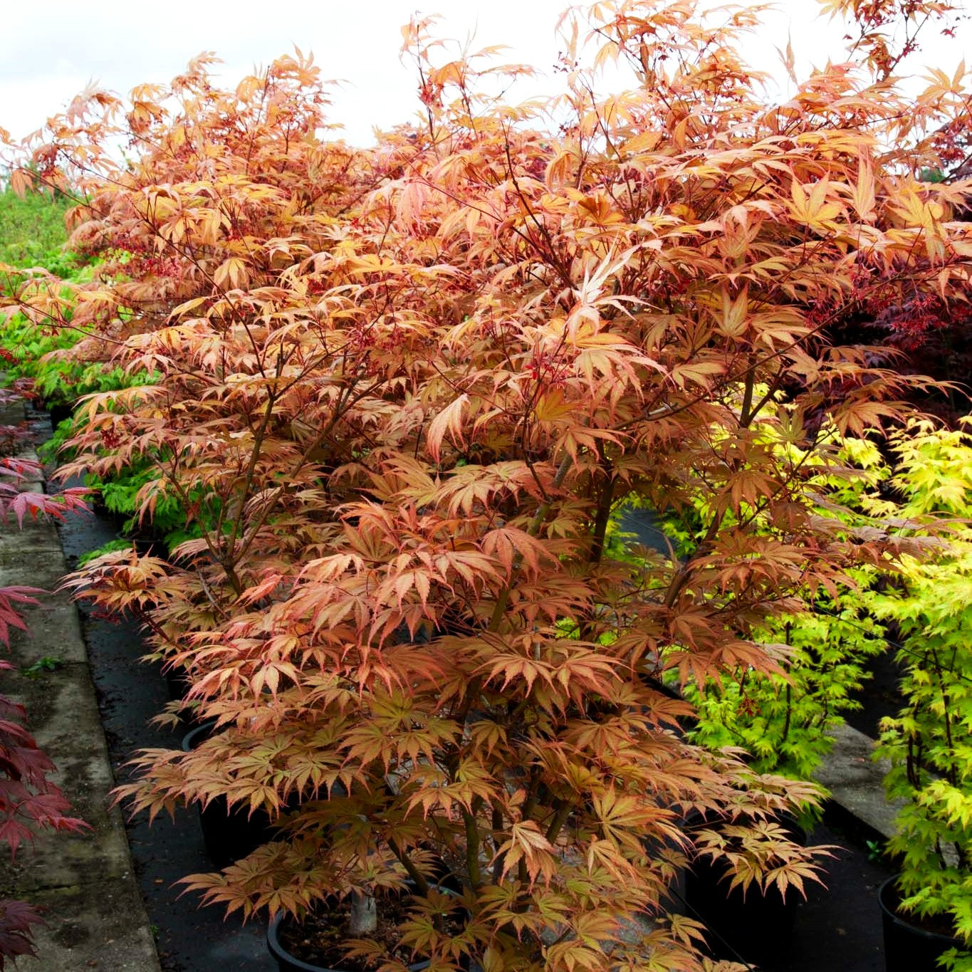 Japanischer Fächer-Ahorn 'Chitoseyama' (Acer palmatum)