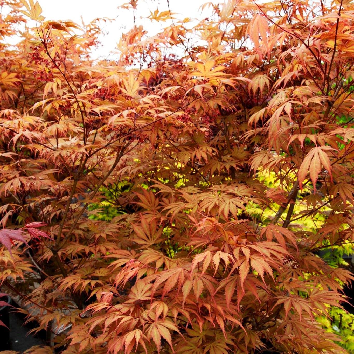 Japanischer Fächer-Ahorn 'Chitoseyama' (Acer palmatum)