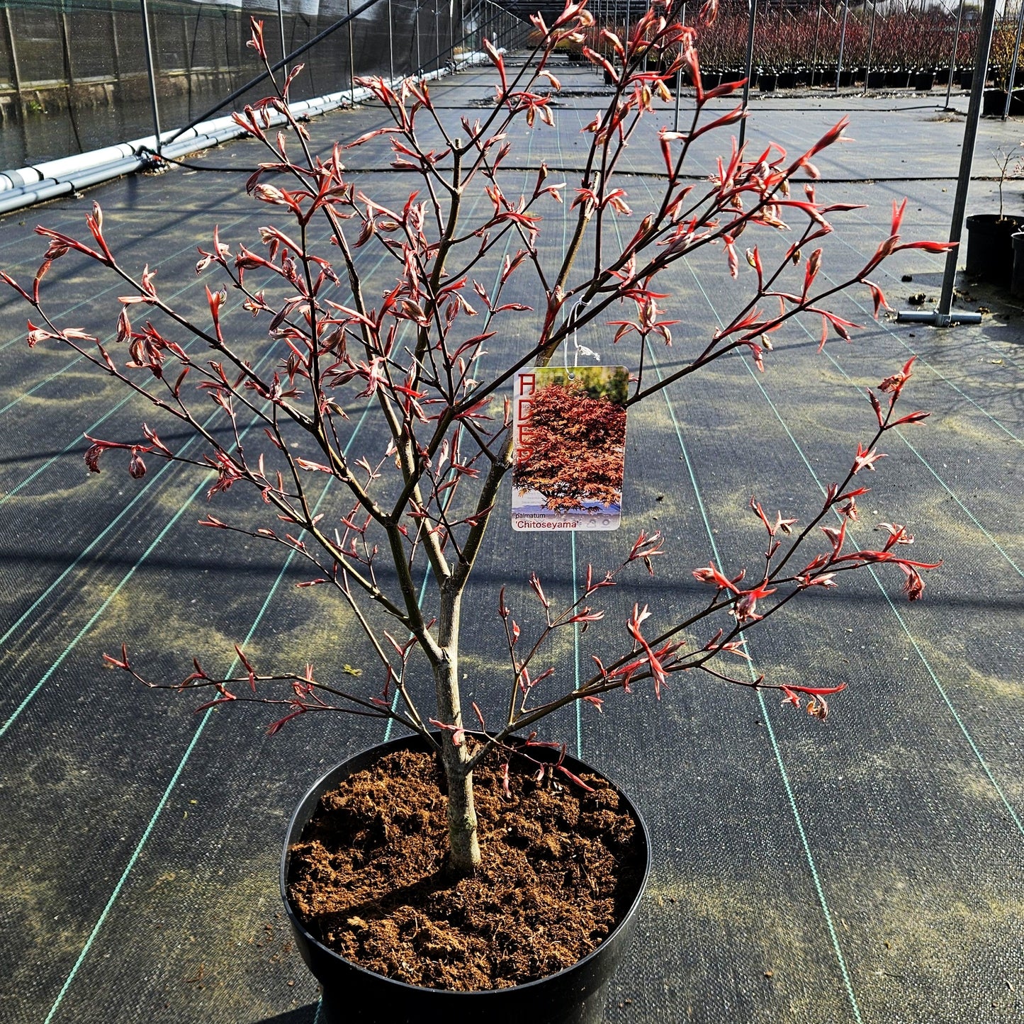 Japanischer Fächer-Ahorn 'Chitoseyama' (Acer palmatum)