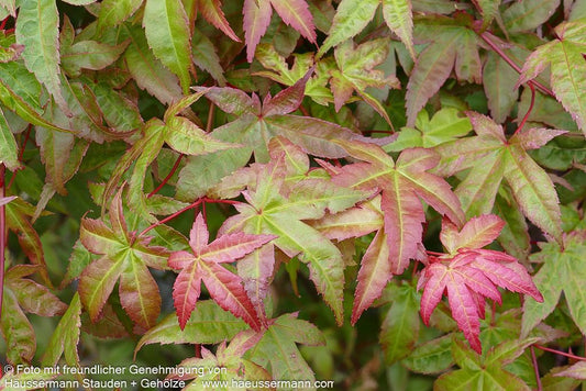 Japanischer Fächer-Ahorn 'Deshojo' (Acer palmatum)