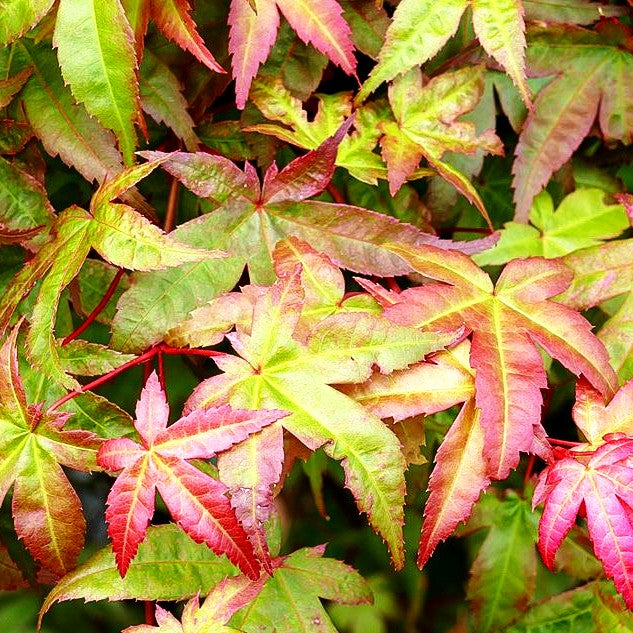 Japanischer Fächer-Ahorn 'Deshojo' (Acer palmatum)