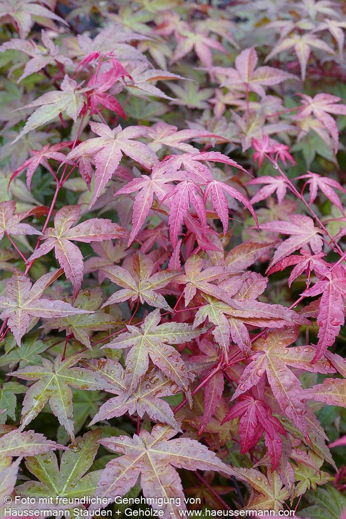 Japanischer Fächer-Ahorn 'Deshojo' (Acer palmatum)