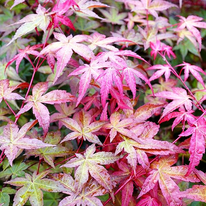 Japanischer Fächer-Ahorn 'Deshojo' (Acer palmatum)