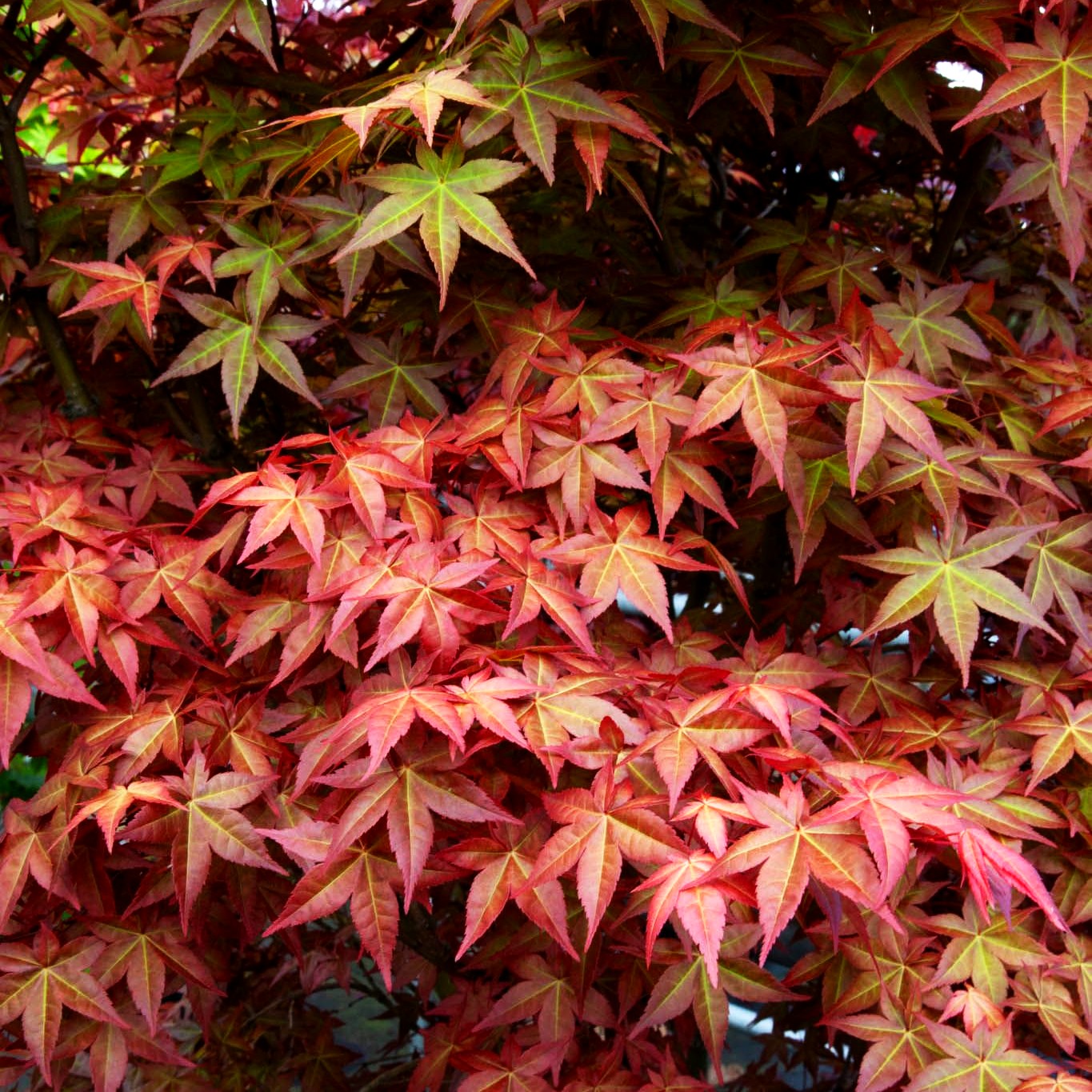 Japanischer Fächer-Ahorn 'Deshojo' (Acer palmatum)