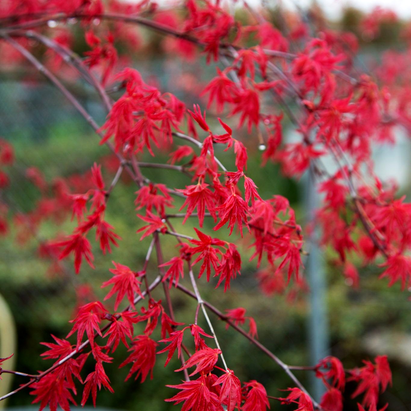 Japanischer Fächer-Ahorn 'Deshojo' (Acer palmatum)