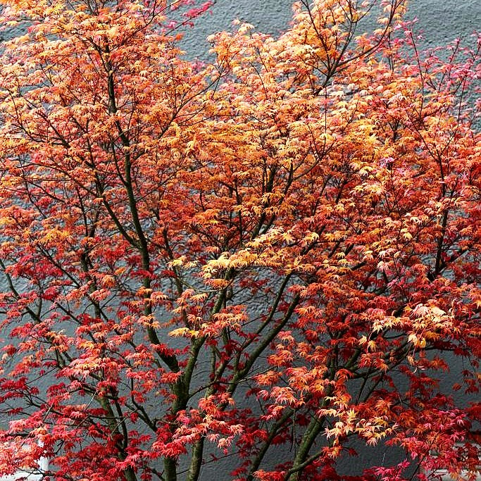 Japanischer Fächer-Ahorn 'Deshojo' (Acer palmatum)