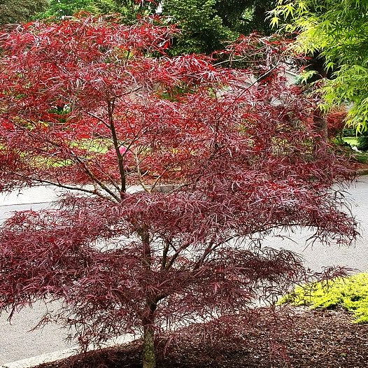 Japanischer Fächer-Ahorn 'Enkan' (Acer palmatum)