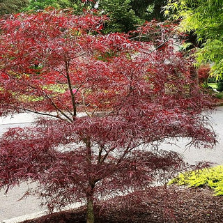 Japanischer Fächer-Ahorn 'Enkan' (Acer palmatum)