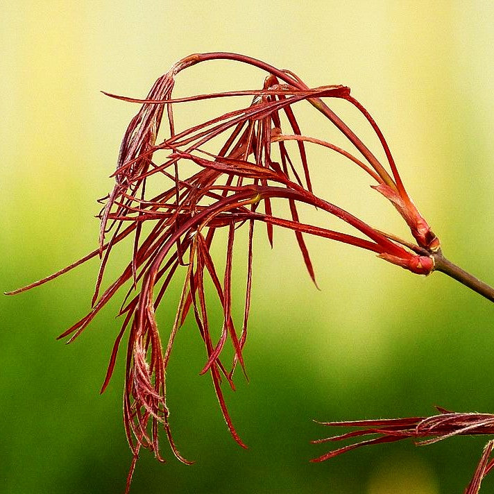 Japanischer Fächer-Ahorn 'Enkan' (Acer palmatum)