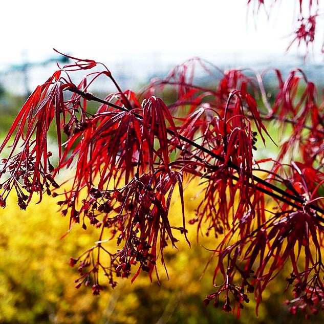 Japanischer Fächer-Ahorn 'Enkan' (Acer palmatum)