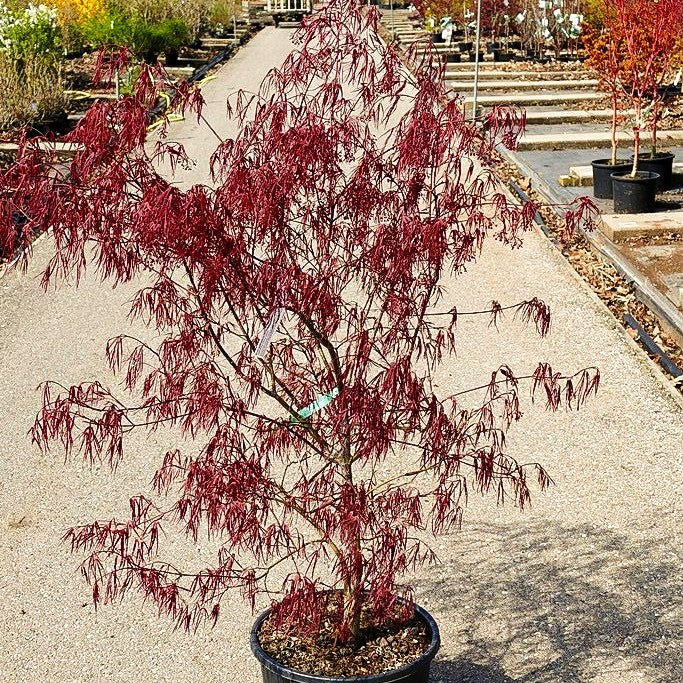Japanischer Fächer-Ahorn 'Enkan' (Acer palmatum)