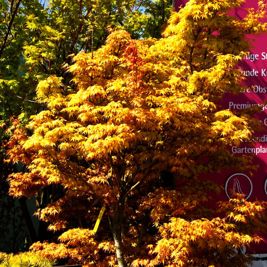 Japanischer Fächer-Ahorn 'Katsura' (Acer palmatum)